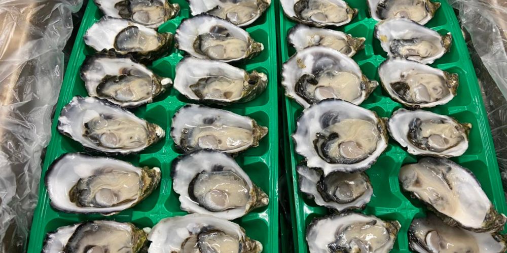 oysters sold in butcher shop, fresh half shell oysters, local oysters Melbourne